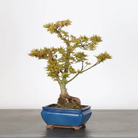 ÉRABLE DU JAPON "ACER PALMATUM KOTO HIMÉ" 1-13