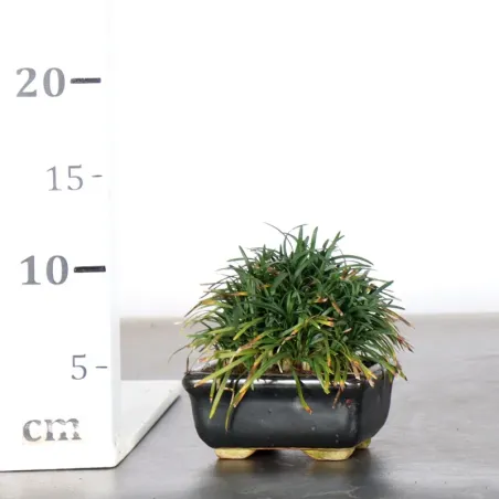 image supplémentaire - OPHIOPOGON N6