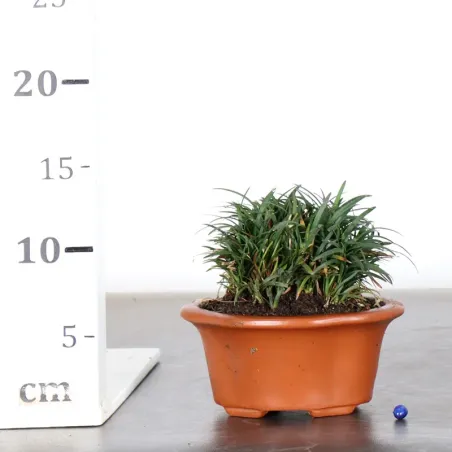 image supplémentaire - OPHIOPOGON N7