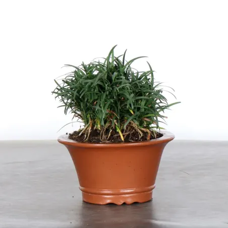 image supplémentaire - OPHIOPOGON N8