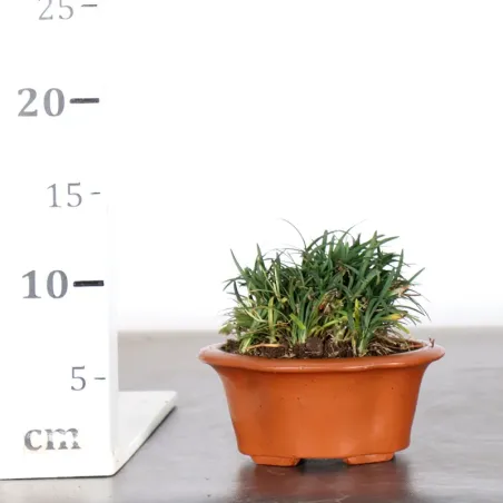 image supplémentaire - OPHIOPOGON N9