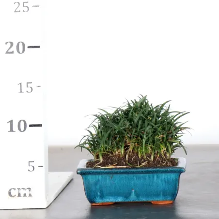 image supplémentaire - OPHIOPOGON N10