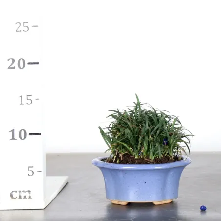 image supplémentaire - OPHIOPOGON N12