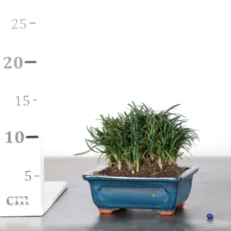 image supplémentaire - OPHIOPOGON N13