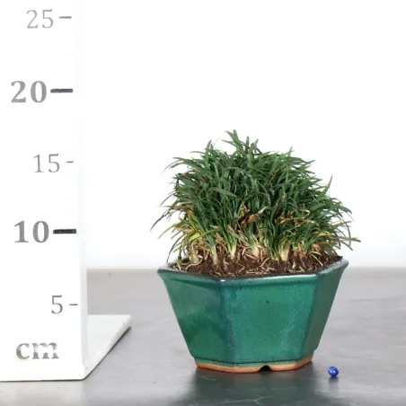 image supplémentaire - OPHIOPOGON N15