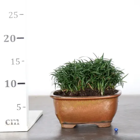 image supplémentaire - OPHIOPOGON N16