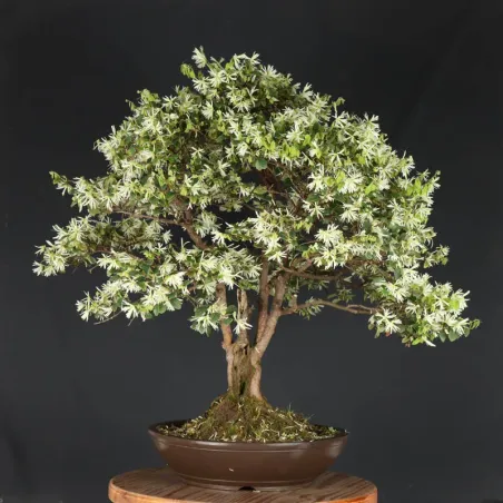 Bonsai Loropetalum