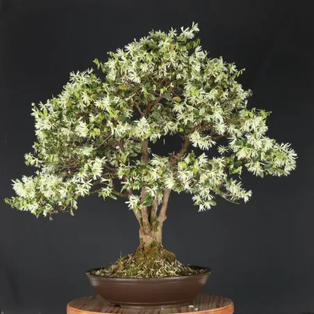 image supplémentaire - GREEN LOROPETALUM 1-1