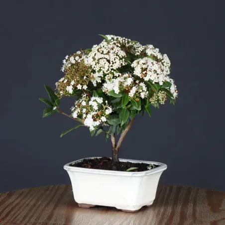 LAURIER TIN "VIBURNUM TINUS" 1-1