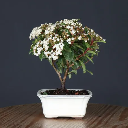 image supplémentaire - LAURIER TIN "VIBURNUM...