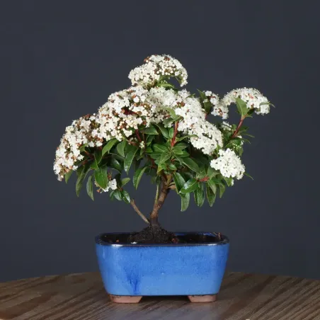 LAURIER TIN "VIBURNUM TINUS" 1-2