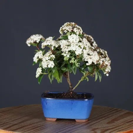 image supplémentaire - LAURIER TIN "VIBURNUM...