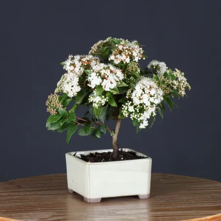 LAURIER TIN "VIBURNUM TINUS" 1-4