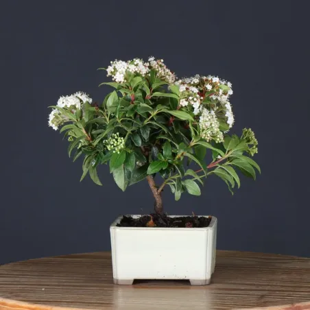 image supplémentaire - LAURIER TIN "VIBURNUM...