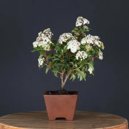 LAURIER TIN "VIBURNUM TINUS" 1-5