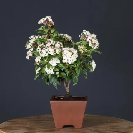 image supplémentaire - LAURIER TIN "VIBURNUM...