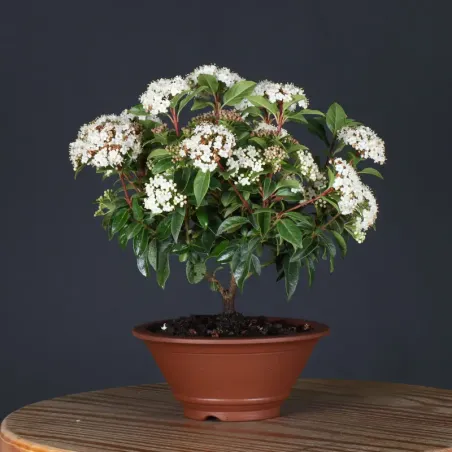 image supplémentaire - LAURIER TIN "VIBURNUM...