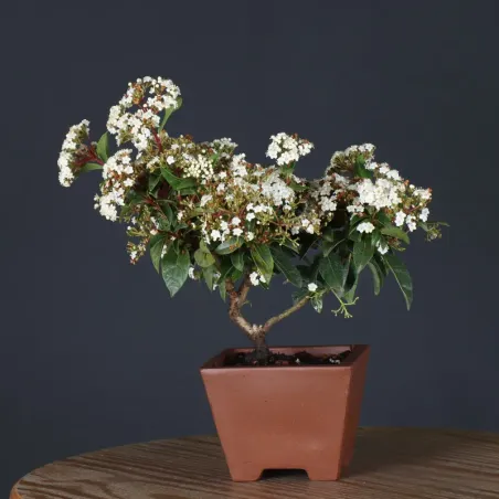 image supplémentaire - LAURIER TIN "VIBURNUM...