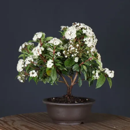 LAURIER TIN "VIBURNUM TINUS" 1-8