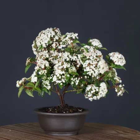 image supplémentaire - LAURIER TIN "VIBURNUM...