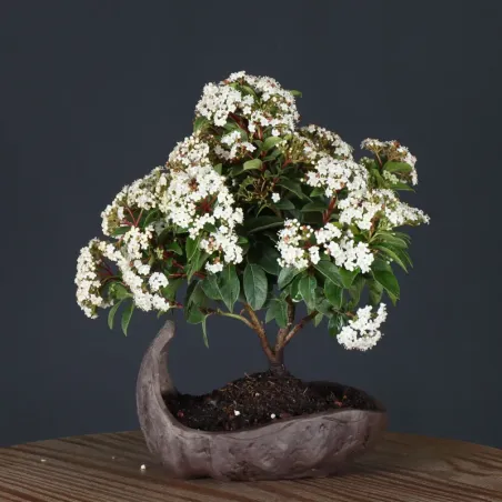 LAURIER TIN "VIBURNUM TINUS" 1-9