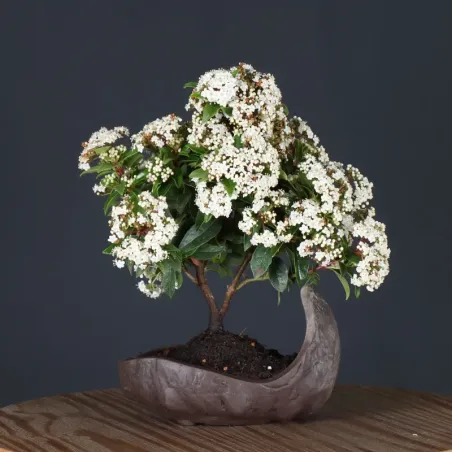 image supplémentaire - LAURIER TIN "VIBURNUM...