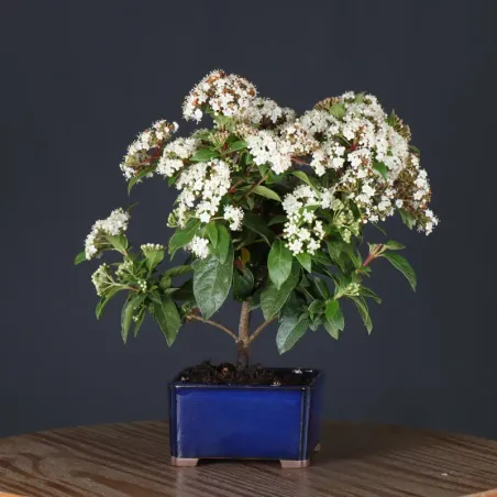 LAURIER TIN "VIBURNUM TINUS" 1-10