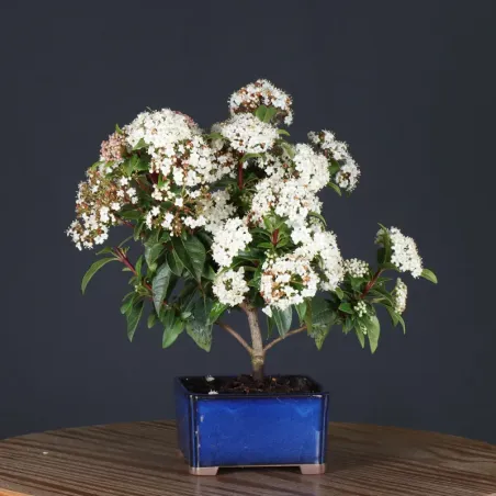 image supplémentaire - LAURIER TIN "VIBURNUM...