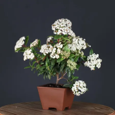 LAURIER TIN "VIBURNUM TINUS" 1-11