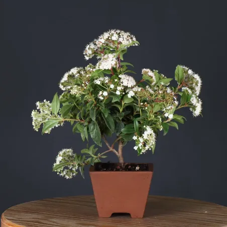 image supplémentaire - LAURIER TIN "VIBURNUM...