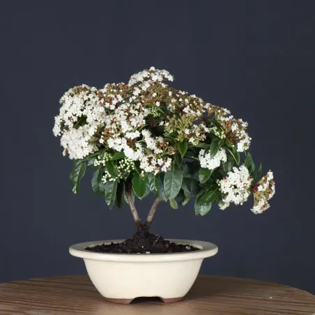 LAURIER TIN "VIBURNUM TINUS" 1-12