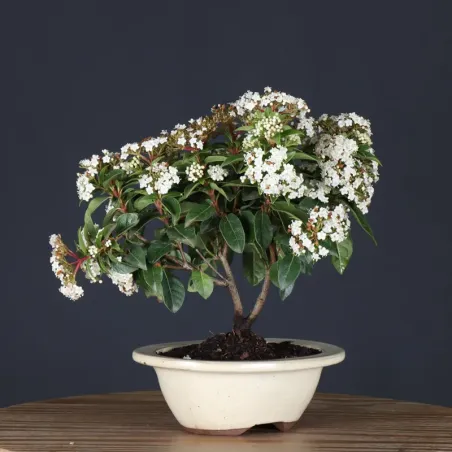 image supplémentaire - LAURIER TIN "VIBURNUM...