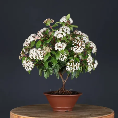 LAURIER TIN "VIBURNUM TINUS" 1-13