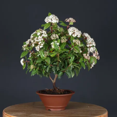 image supplémentaire - LAURIER TIN "VIBURNUM...