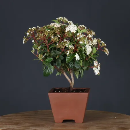 LAURIER TIN "VIBURNUM TINUS" 1-14