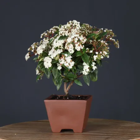 image supplémentaire - LAURIER TIN "VIBURNUM...