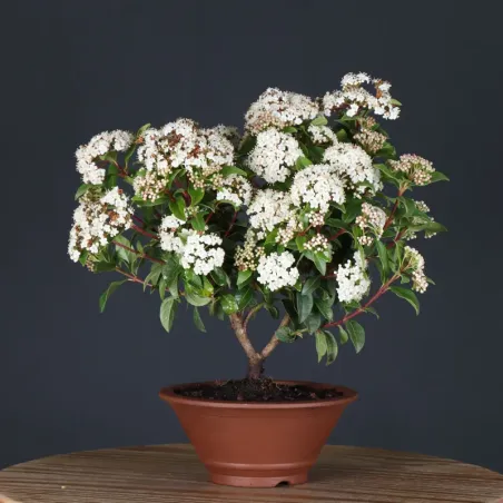 LAURIER TIN "VIBURNUM TINUS" 1-15