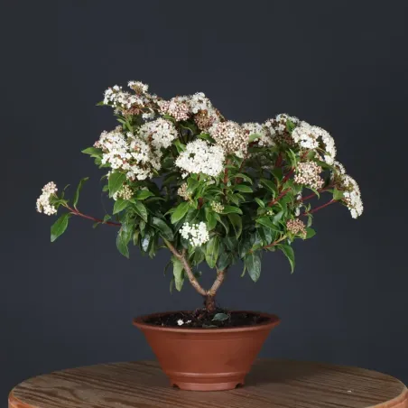 image supplémentaire - LAURIER TIN "VIBURNUM...
