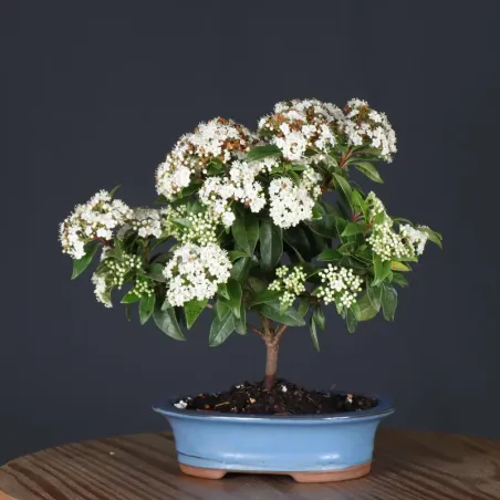 image supplémentaire - LAURIER TIN "VIBURNUM...