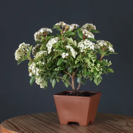 LAURIER TIN "VIBURNUM TINUS" 2-2