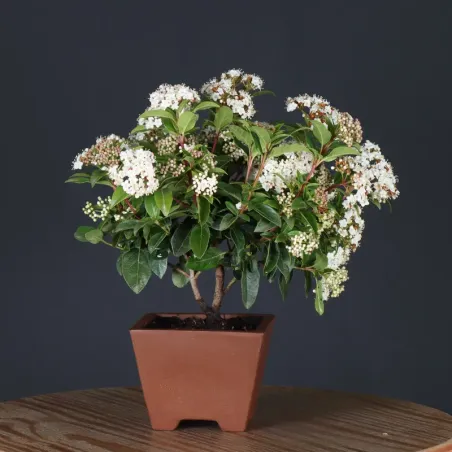 image supplémentaire - LAURIER TIN "VIBURNUM...