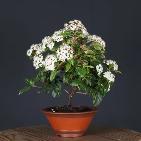 LAURIER TIN "VIBURNUM TINUS" 2-3
