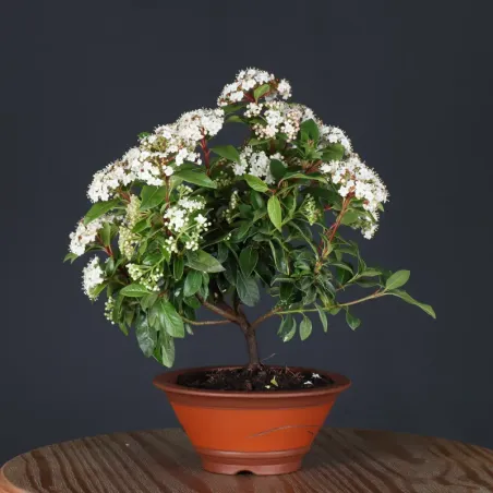 image supplémentaire - LAURIER TIN "VIBURNUM...