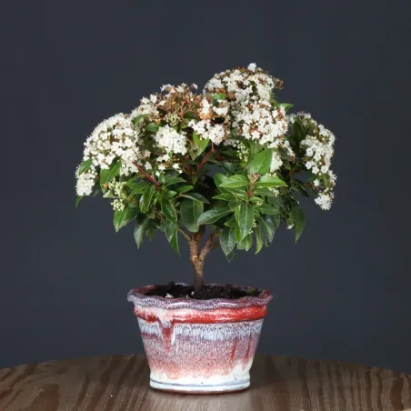 image supplémentaire - LAURIER TIN "VIBURNUM...