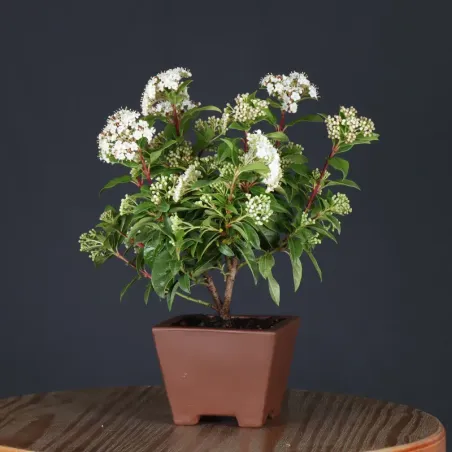 LAURIER TIN "VIBURNUM TINUS" 2-5