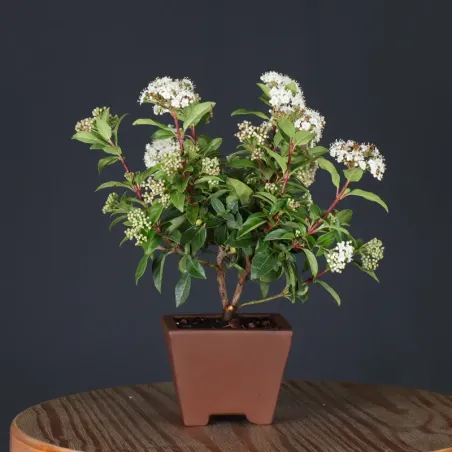 image supplémentaire - LAURIER TIN "VIBURNUM...