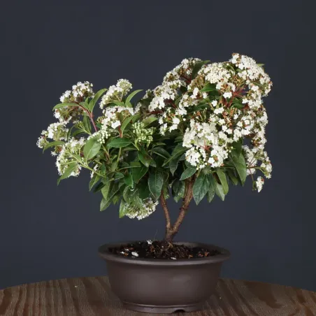 LAURIER TIN "VIBURNUM TINUS" 2-6