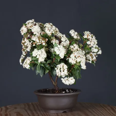 image supplémentaire - LAURIER TIN "VIBURNUM...