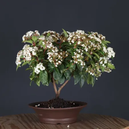 LAURIER TIN "VIBURNUM TINUS" 2-7