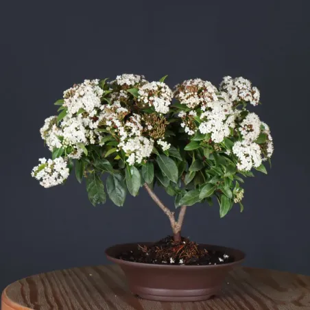 image supplémentaire - LAURIER TIN "VIBURNUM...